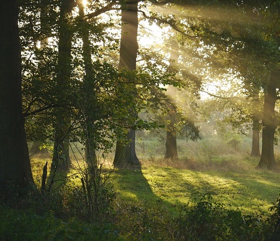 Sonnenstrahlen im Wald