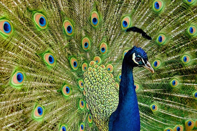 peacock-by-vario545-pixabay Pfau mit aufgeschlagenem Rad