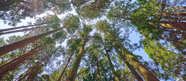 Baumkronen vor blauem Himmel